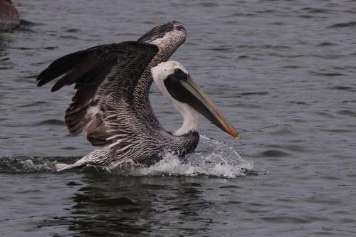 Фото Marina Inn & Suites Chalmette