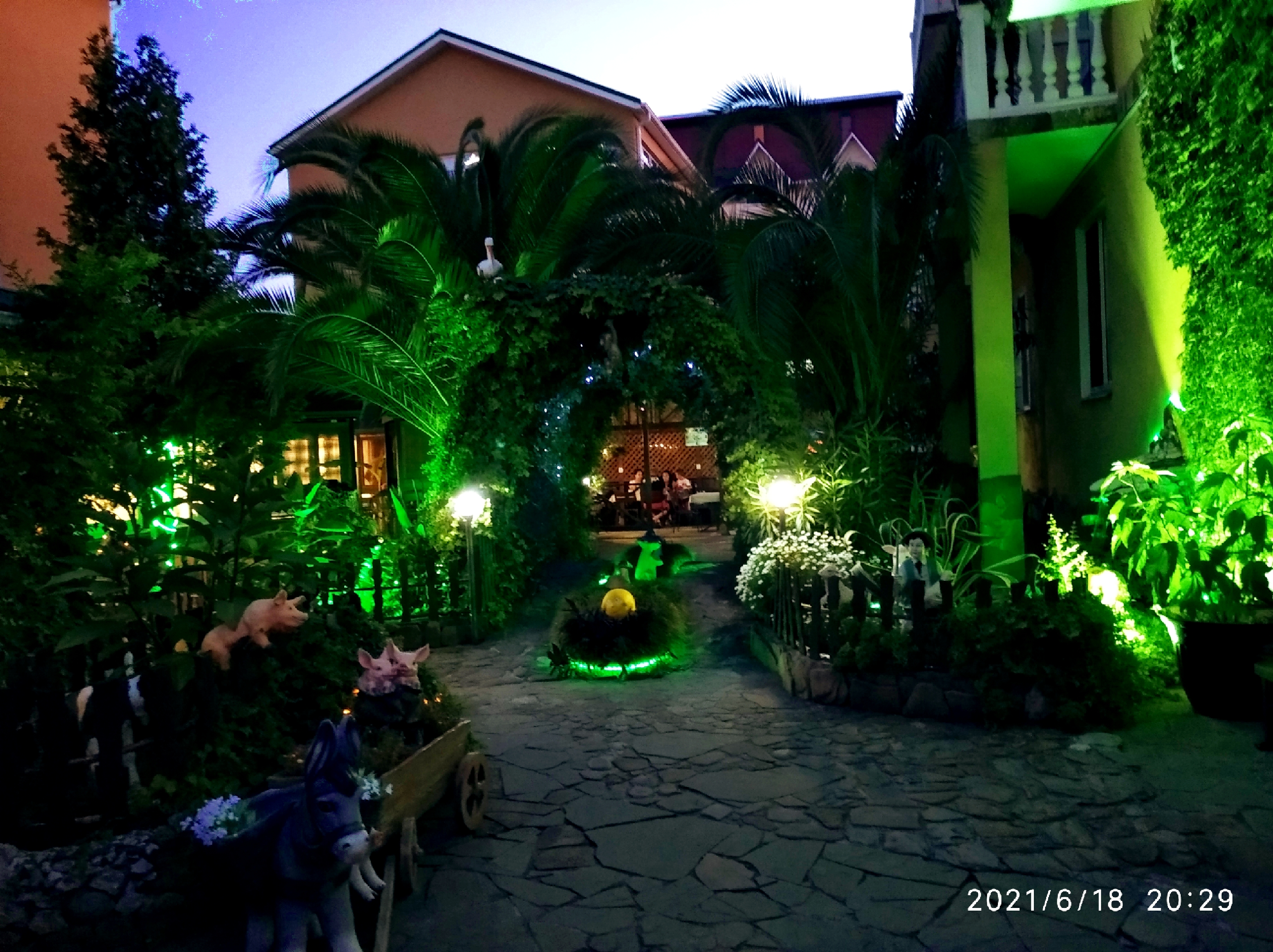 Фото Ромашка