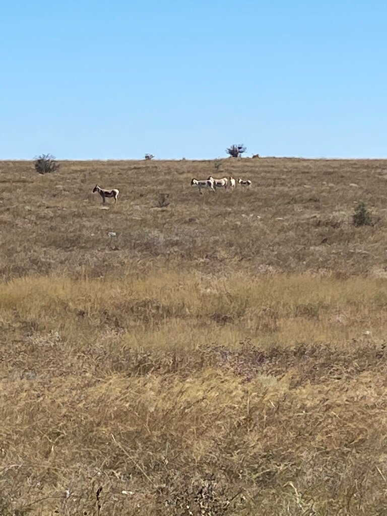 Management company Администрация национального природного парка Тарханкутский, Republic of Crimea, photo