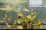 Аквариумные рыбки (Leningradskaya Street, 4И), aquariums