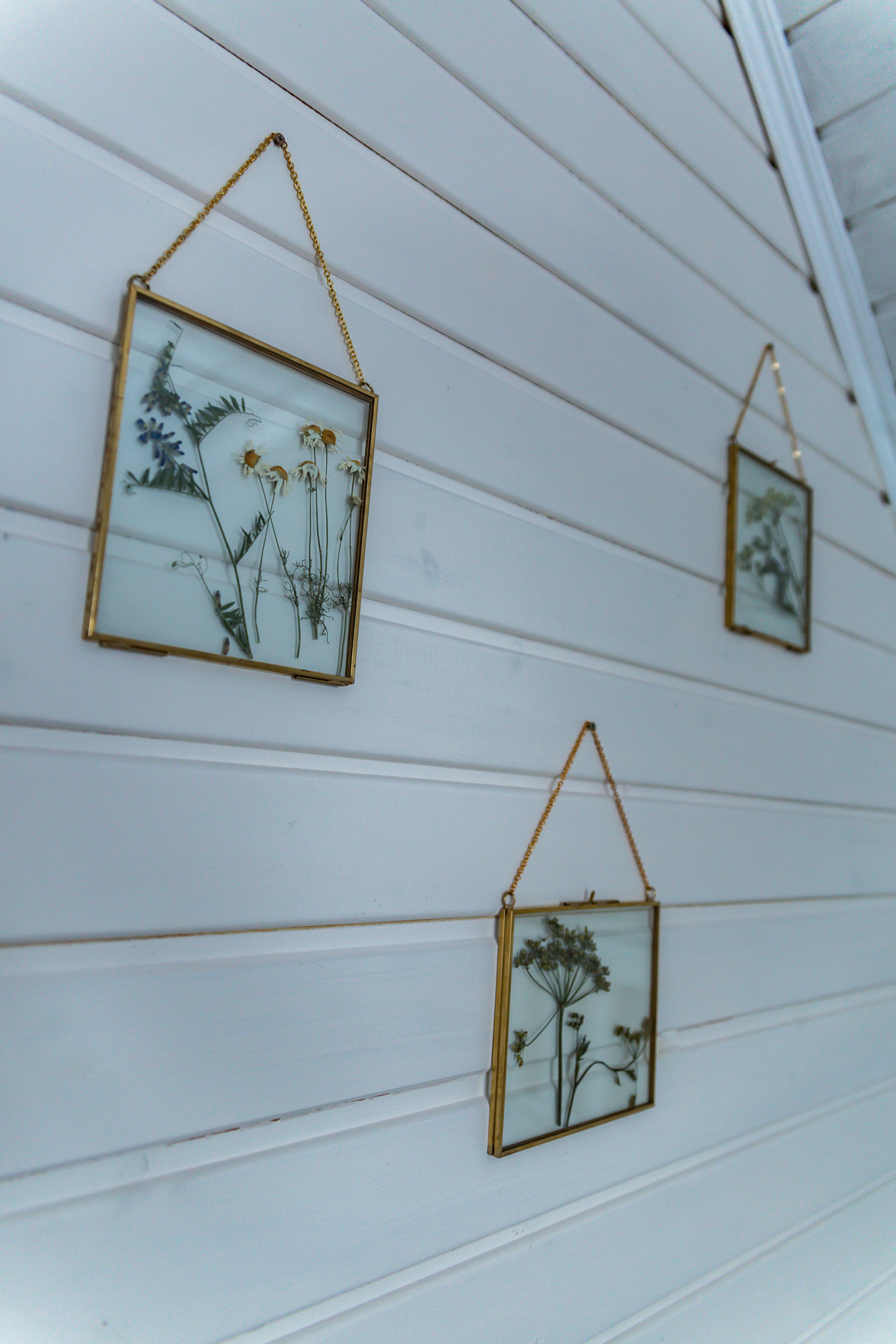 Фото Синяя синица