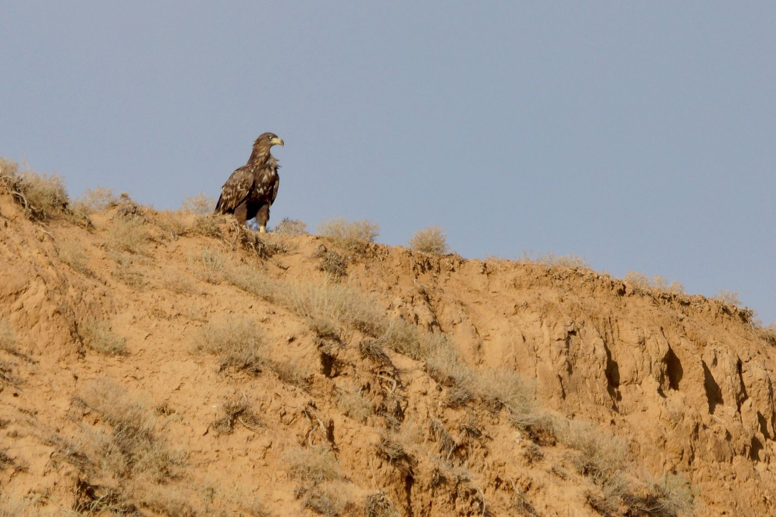 Фото Два пескаря