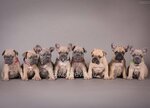 French Bulldog Kennel (Olgino Microdistrict, Chetvyortaya ulitsa, 10А), animal nursery