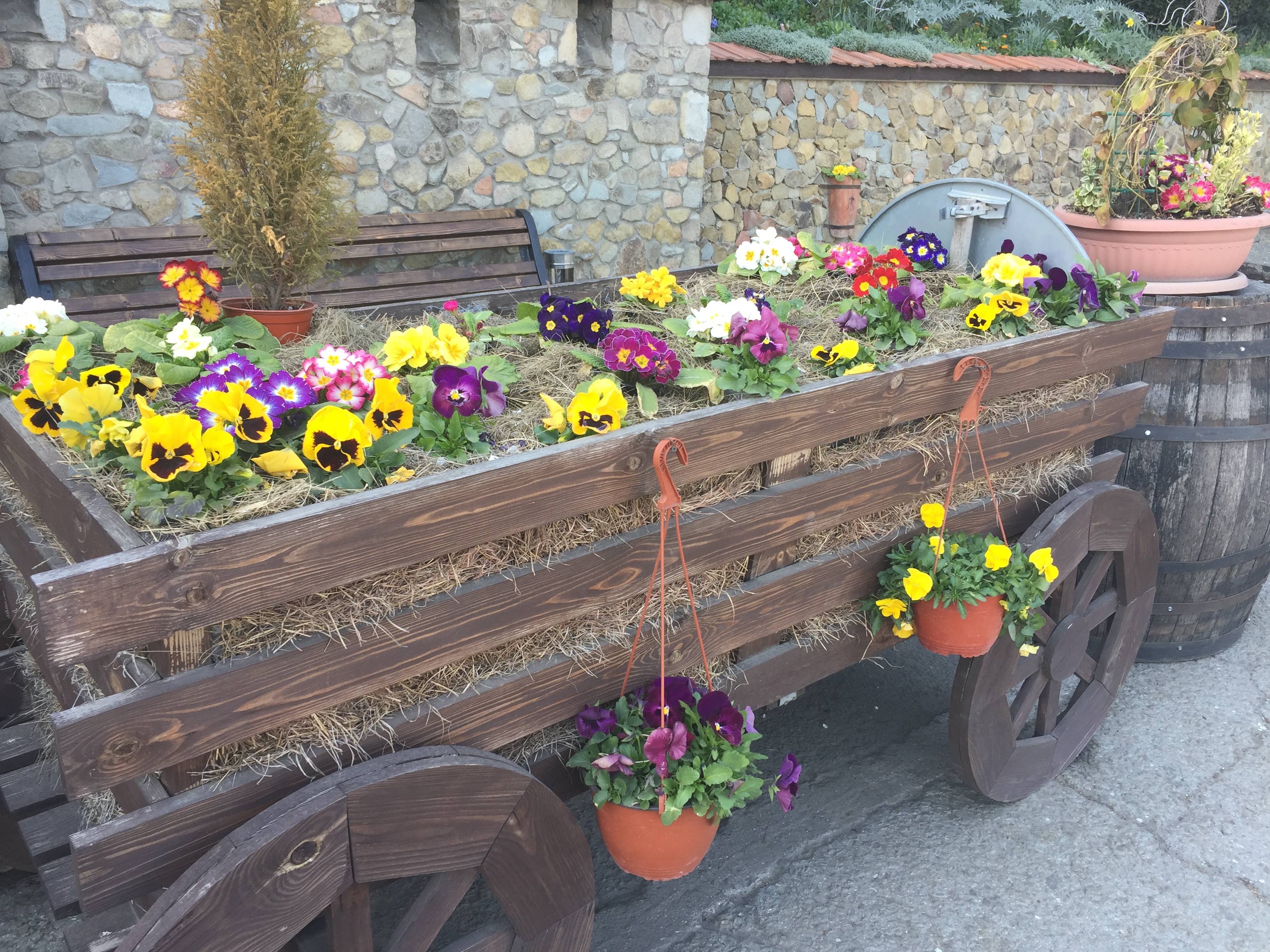 Фото Манго-Панорамик