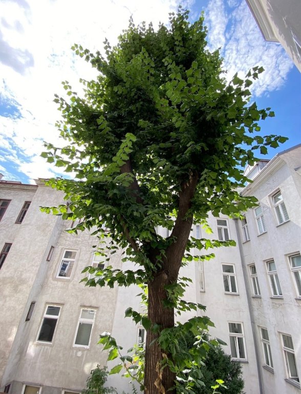 Фото Steiner Residences Vienna Augarten