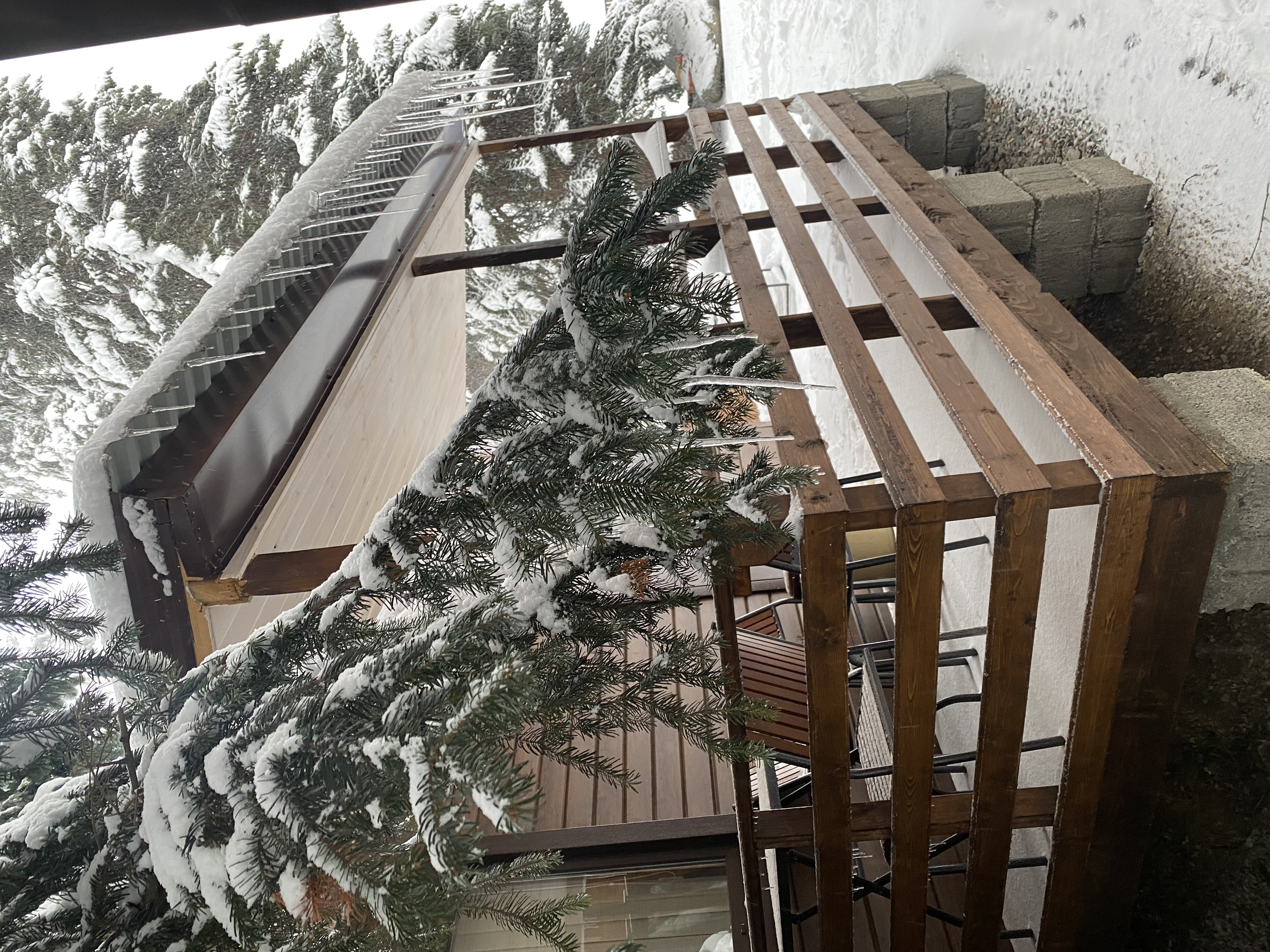 Фото Горная Лаванда