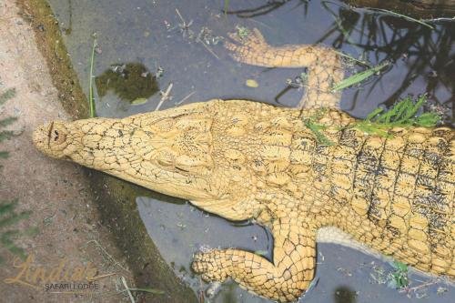 Фото Lindiwe Safari Lodge