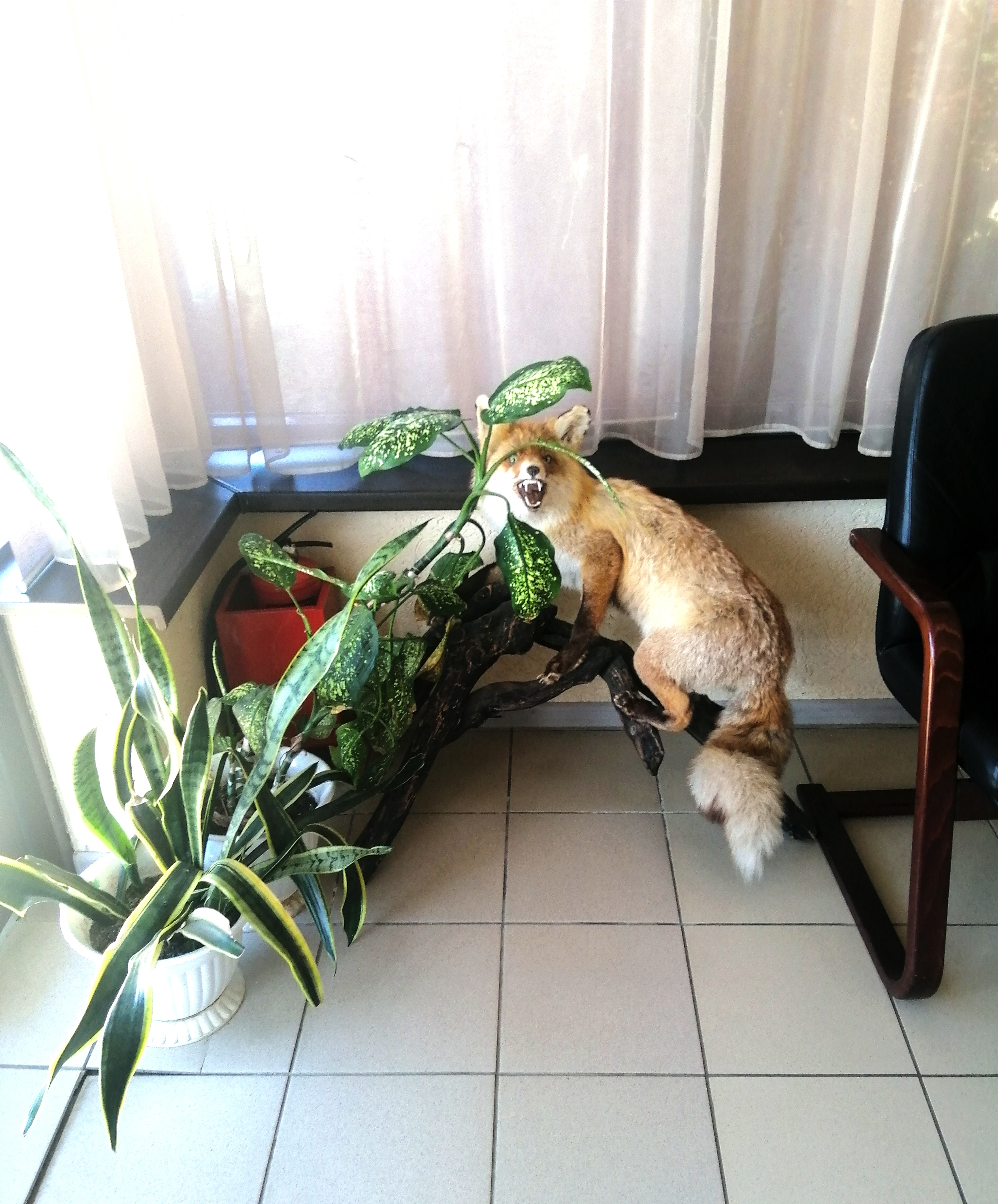 Фото Лисья нора