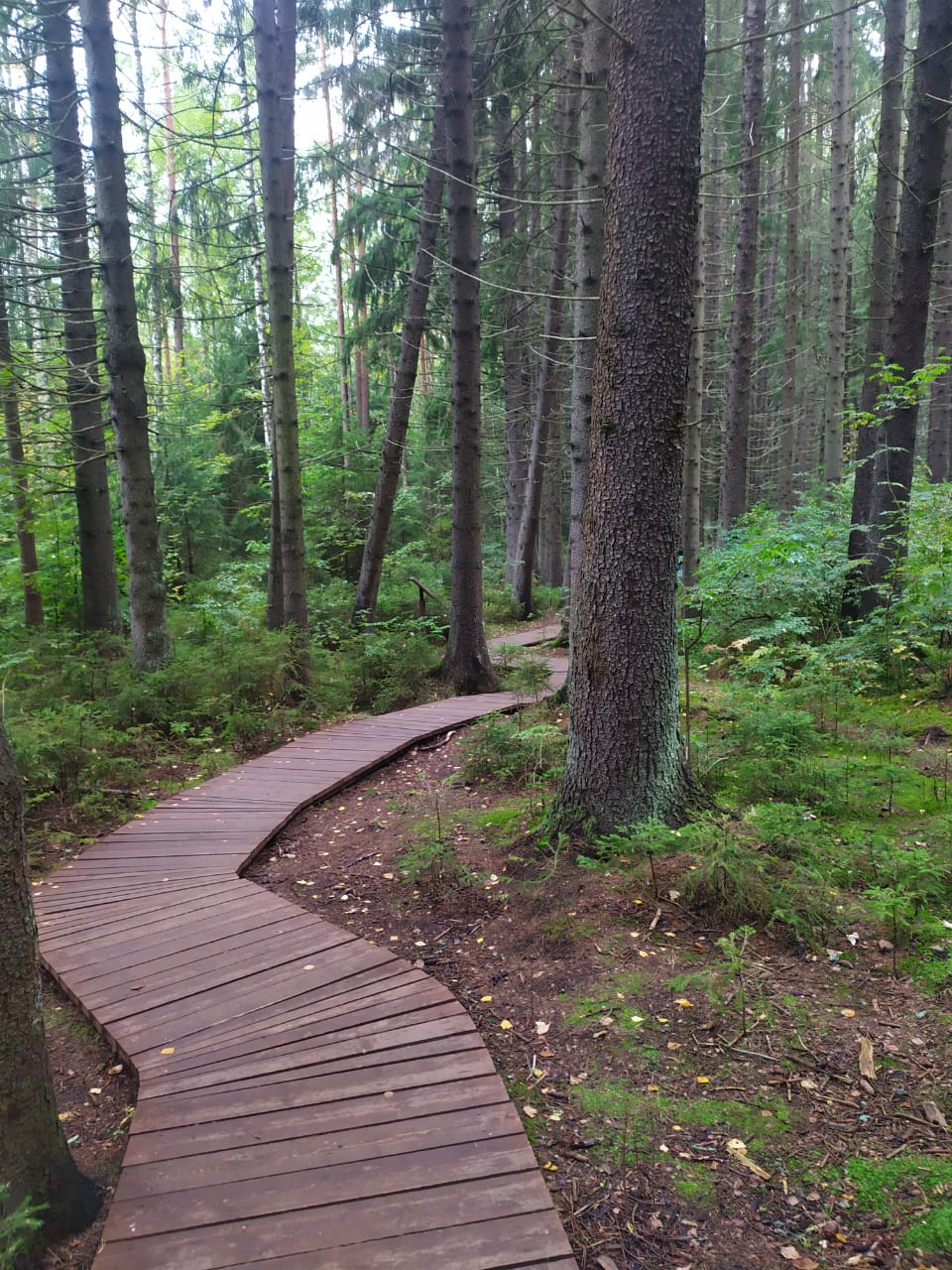 Фото Лайнер