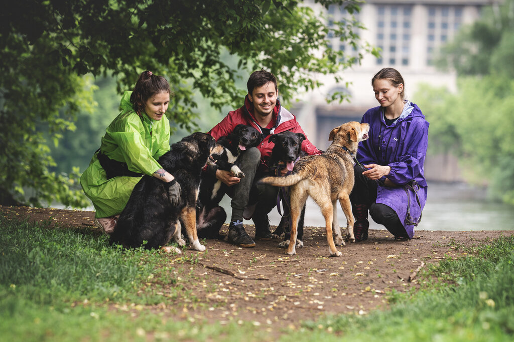 مأوى للحيوانات Pechatniki Pets ، موسكو، صورة