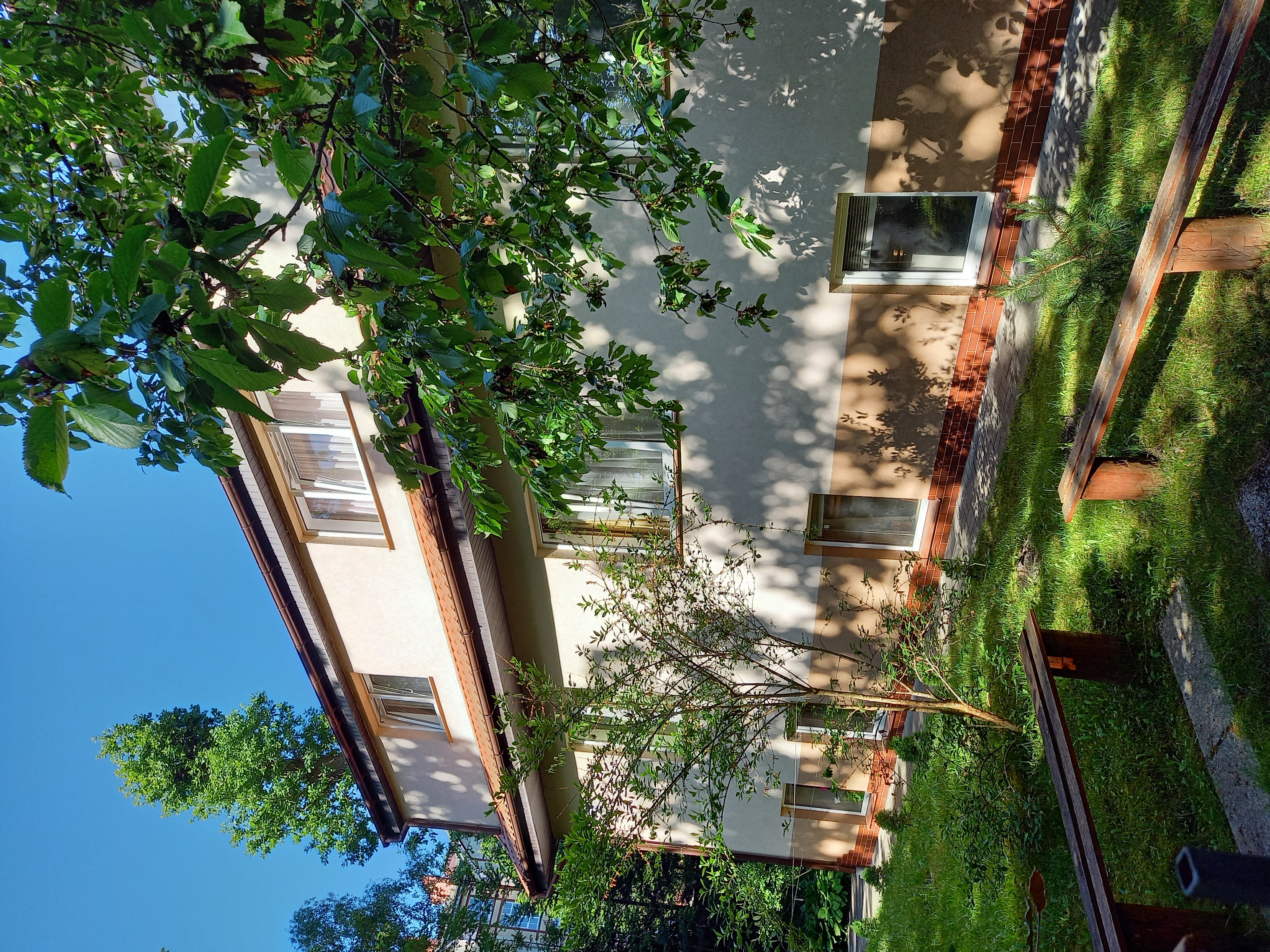 Фото Сосны