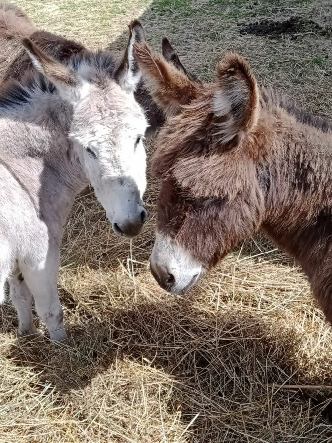 Фото Эко клуб на Ферме