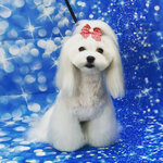 Groom-profi (Simferopolsky Boulevard, 16к2), salón de mascota, peluquería de animales