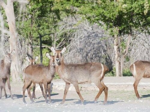 Гостиница Emanya@Etosha Game Lodge