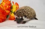 Keskus (Soldata Korzuna Street, 20к1), animal nursery