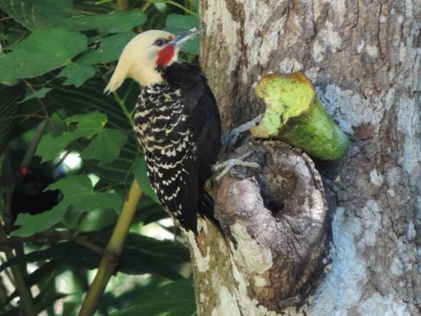 Фото Eco-Residencial Dona Francisca