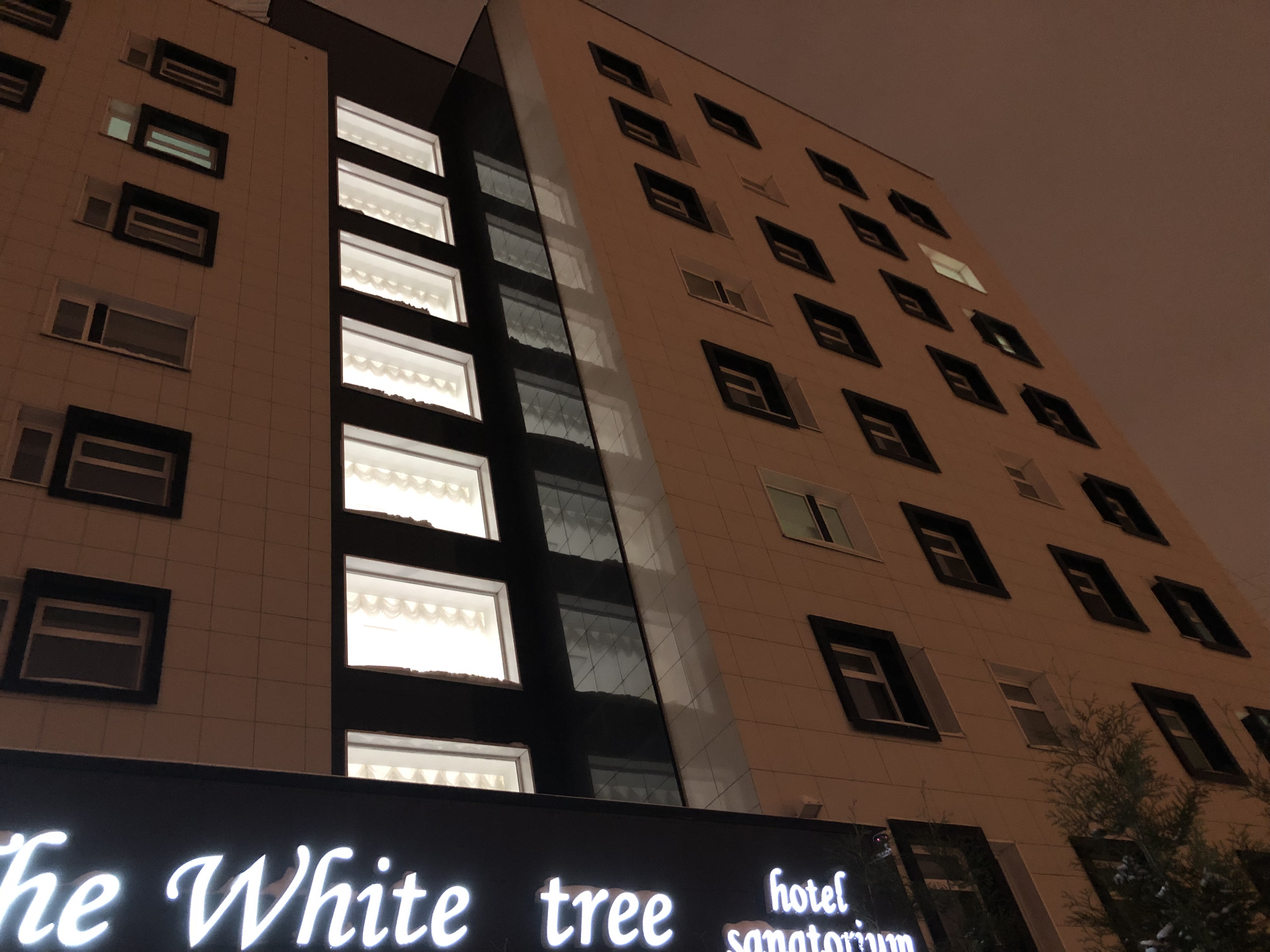 Фото Белое Дерево