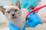 Barcel (Pionerskaya Street, 9/17), veterinary clinic
