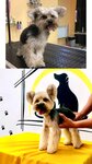 Beauty pets (Deputatskaya street, 87/3) ، صالون حيوانات أليفة