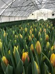 Agropark (derevnya Belozyorovo, 1) ، توصيل باقات الزهور
