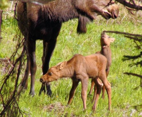 Фото Hotel Captain Cook