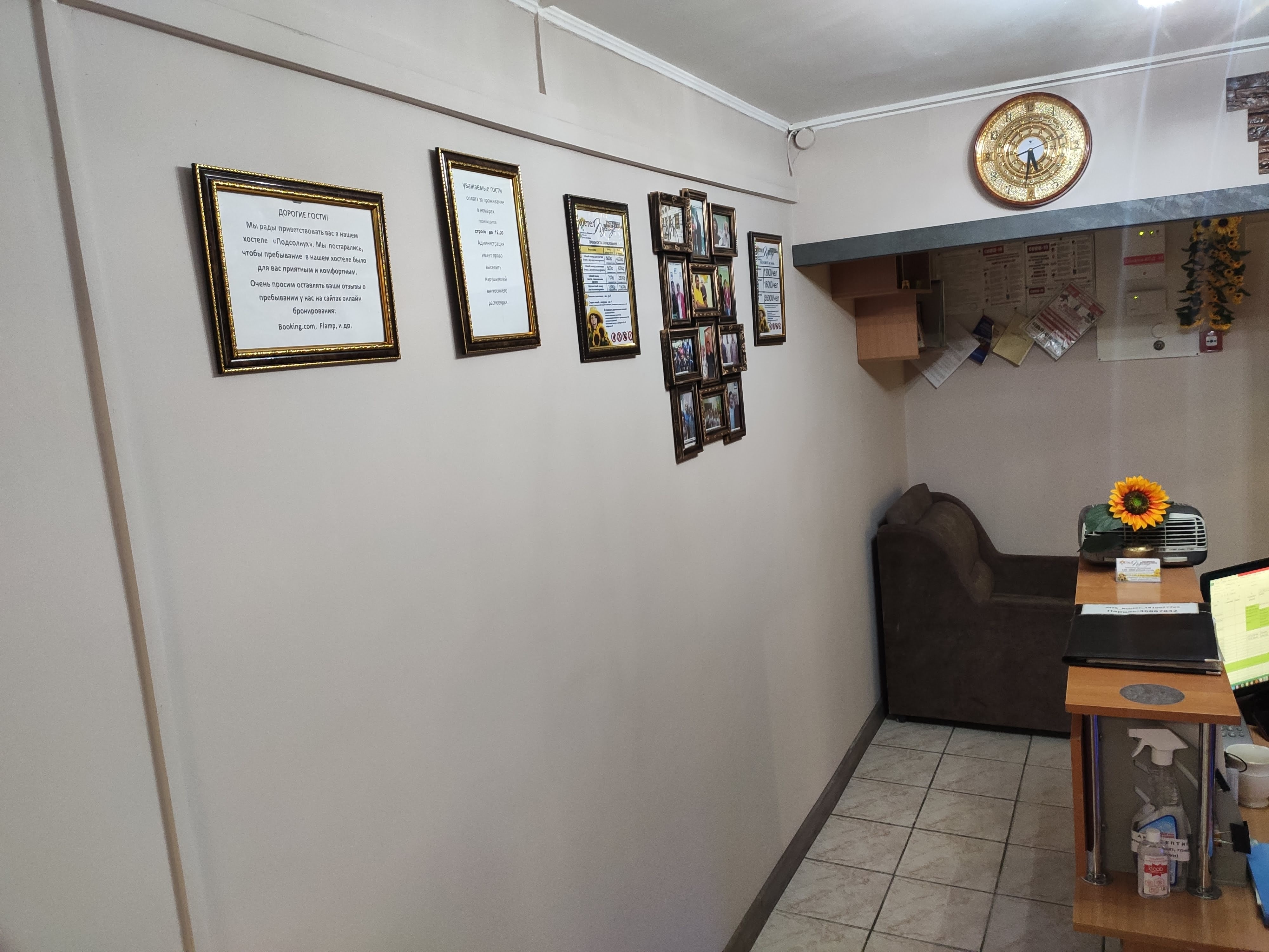 Фото Подсолнух