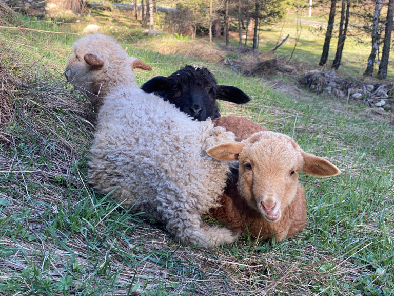 Фото Лесной кот