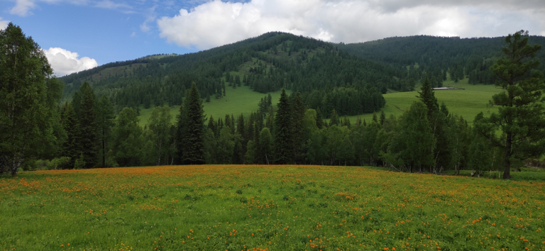 Фото Шебалинский питомник Королевский марал
