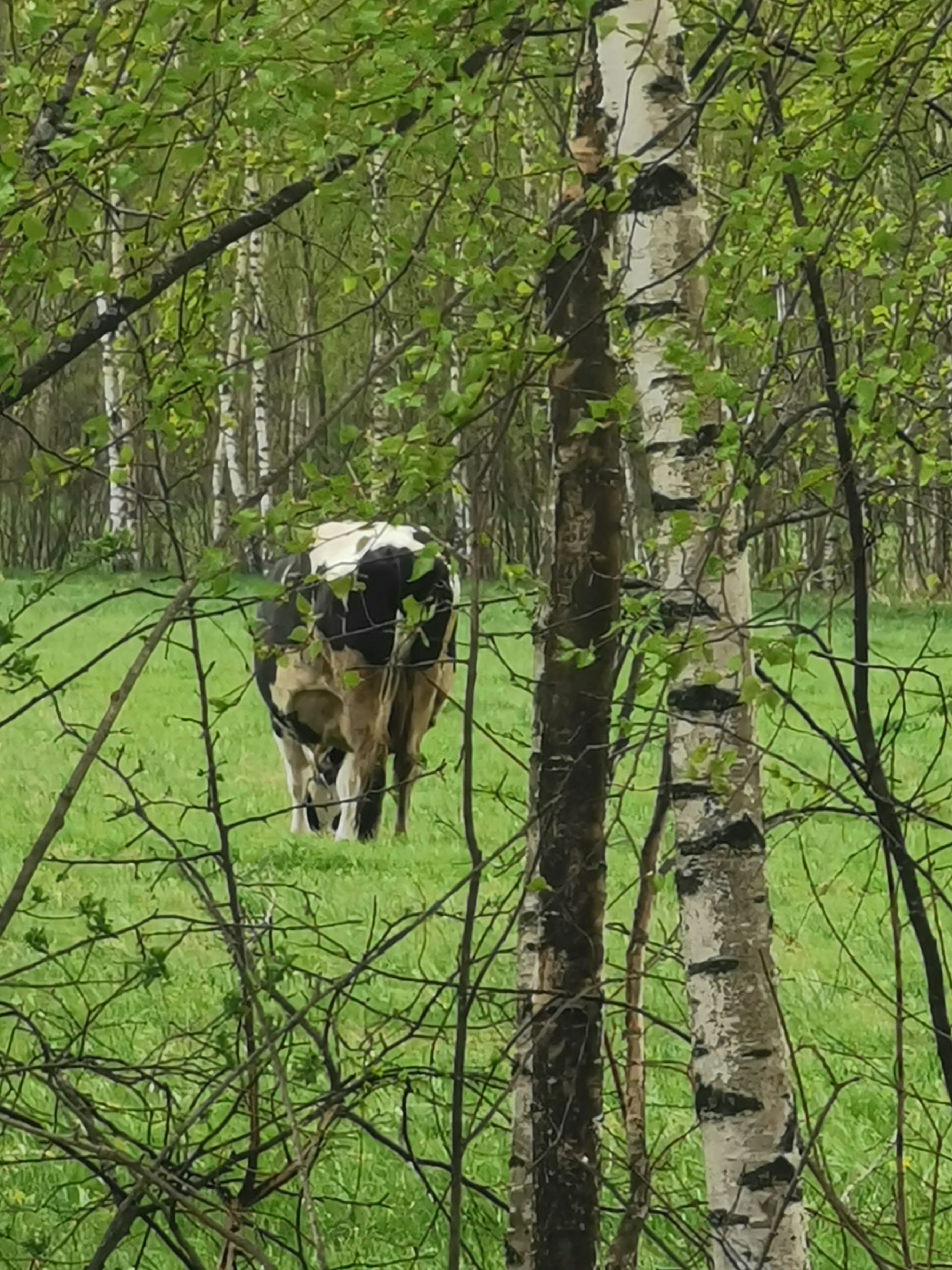 Фото The Поле