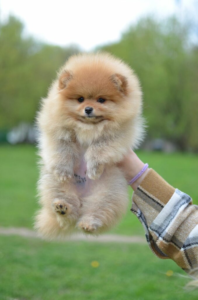 Animal nursery Померанские мини шпицы Puppy power, Moscow, photo