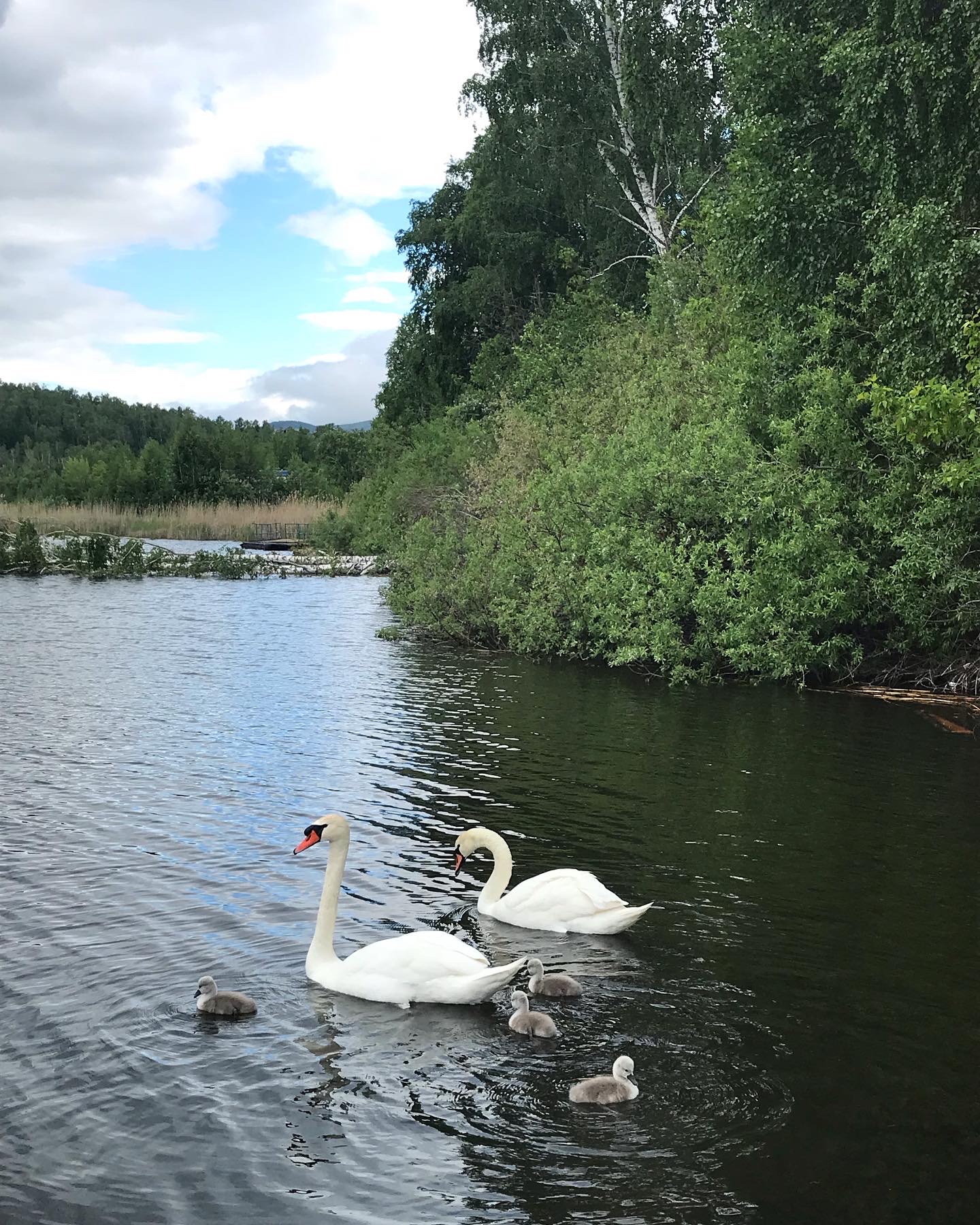 Фото Берёзки