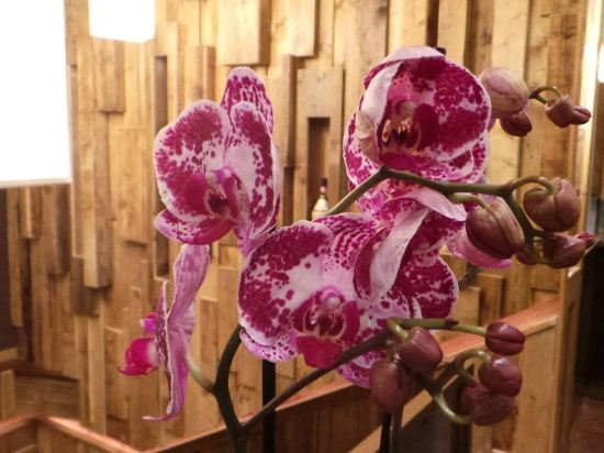 Фото Firenze Residence