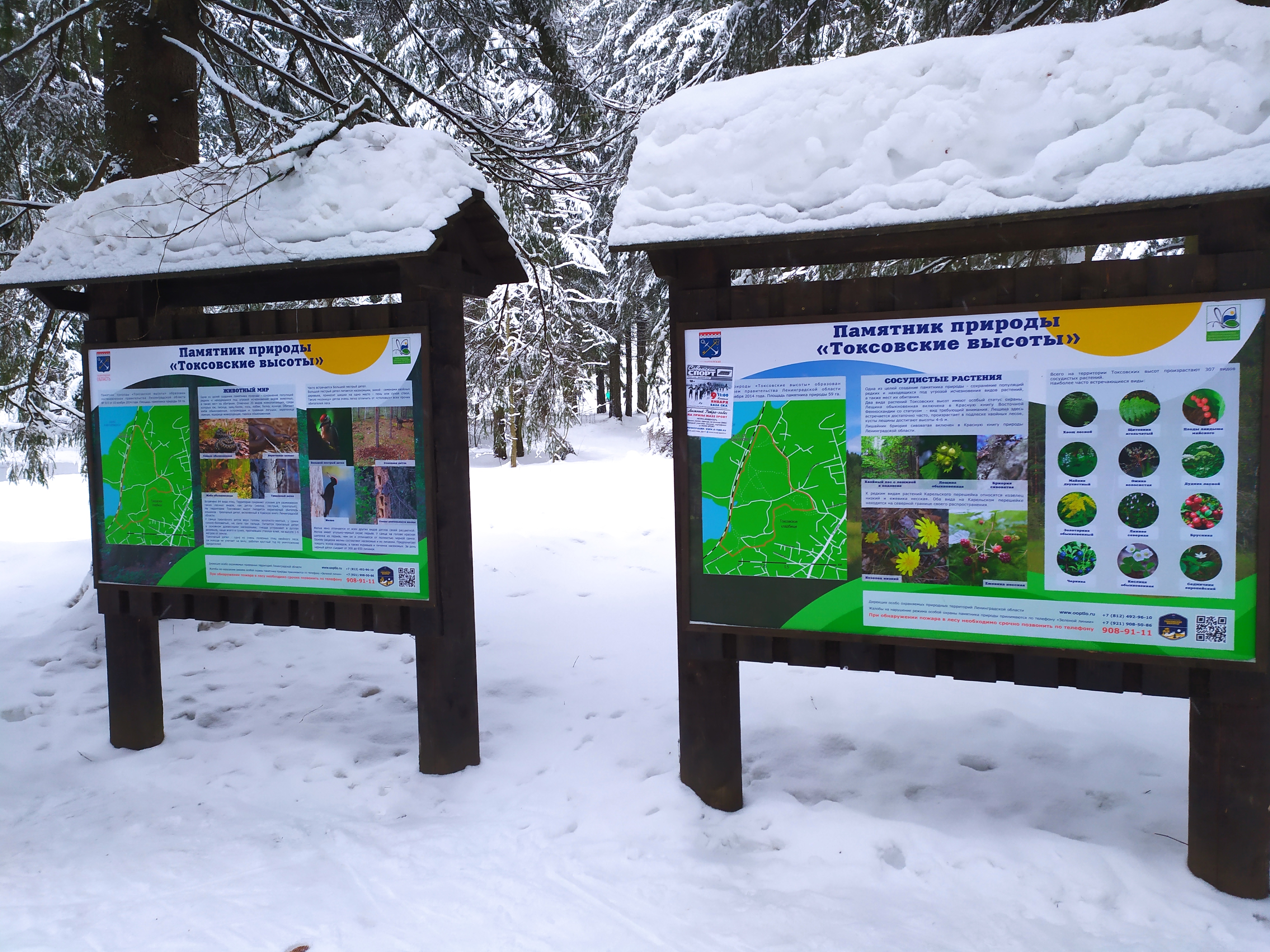 Фото Динамо