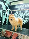 GroomingTime (zhiloy massiv Pashkovskiy, Fadeev Street, 429/1), salón de mascota, peluquería de animales