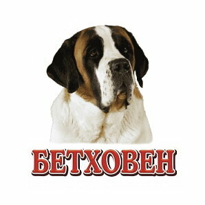 Veterinary clinic Betkhoven, Khabarovsk, photo