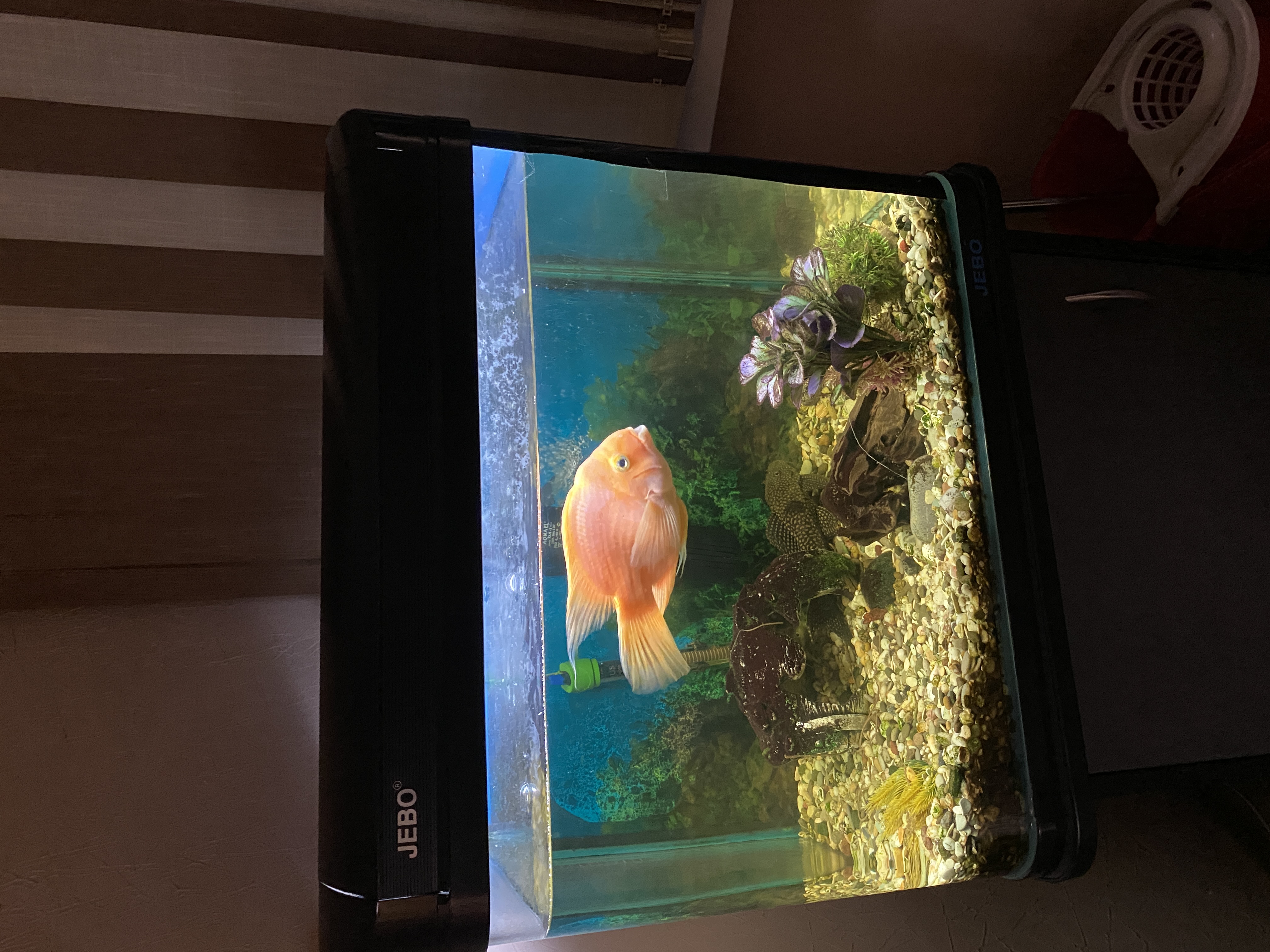 Фото Берёзка