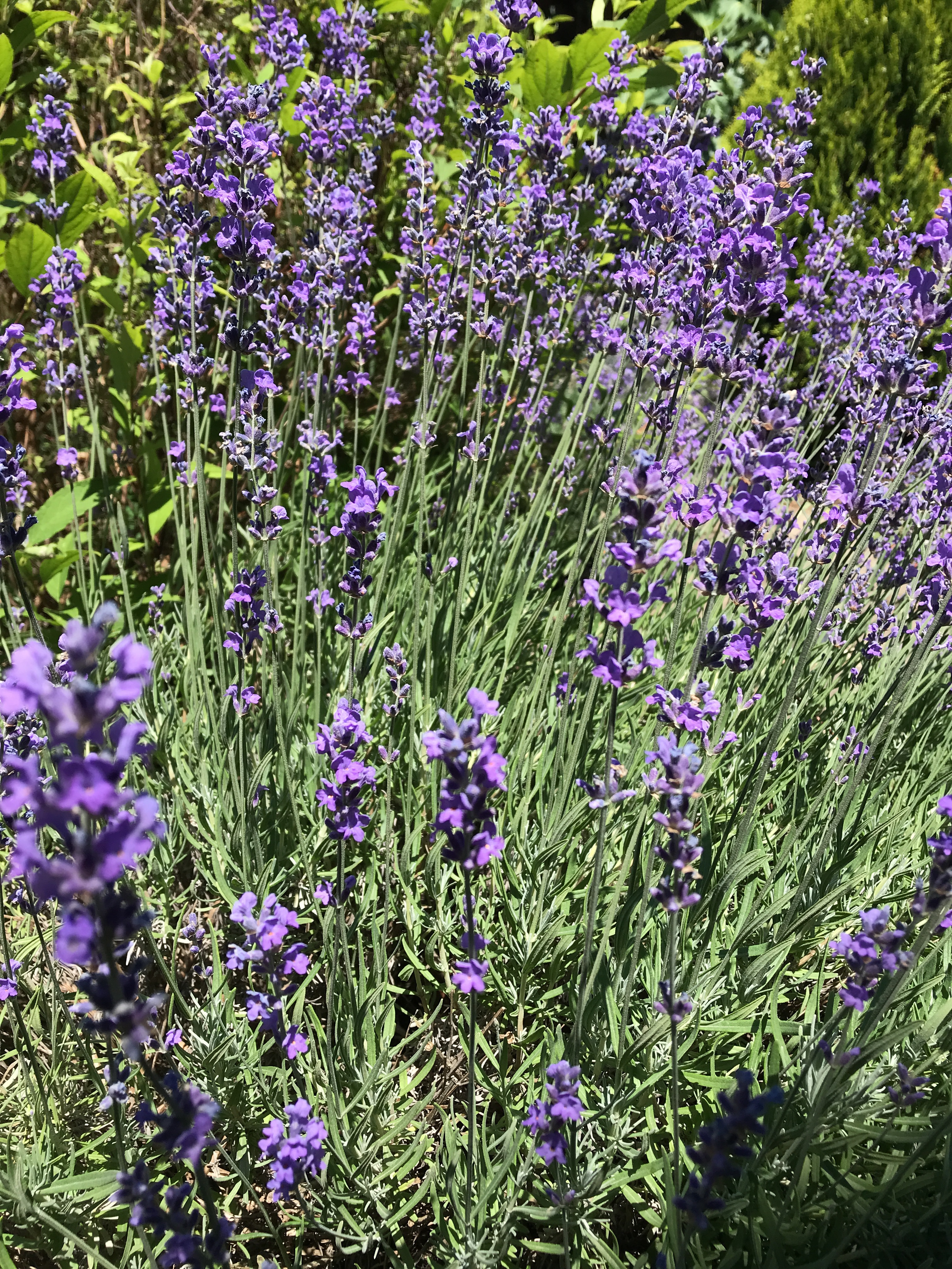 Фото У Старого Абрикоса