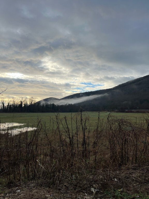 Фото Секвойя