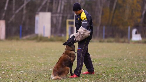 Зооцентр, клуб любителей животных Кинологический центр Ясенево, Москва, фото