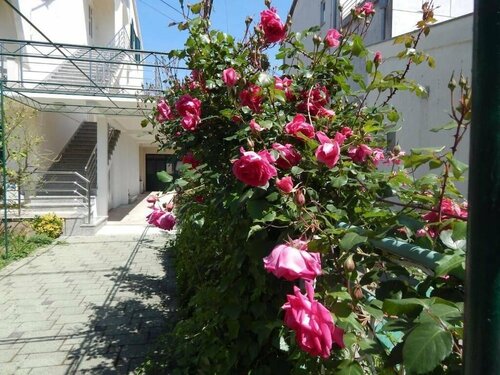 Гостиница Lemon Tree Apartments в Задаре