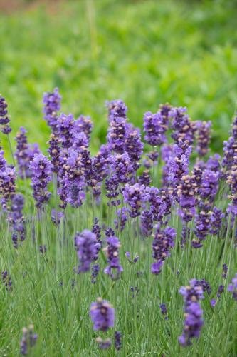 Фото Hotel Lavendelhof & Eselhof Nauen