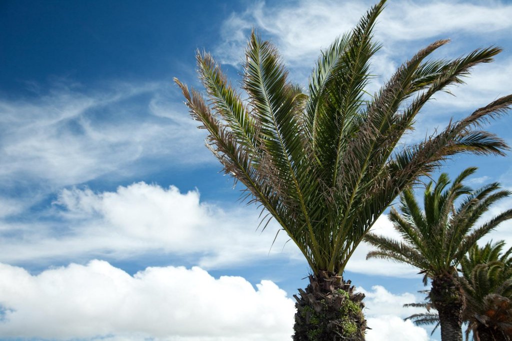 Фото Regency Rambla Design Apart Hotel