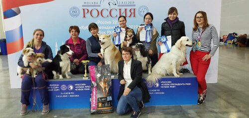 Зачем нужны кинологические клубы для обучения собак?