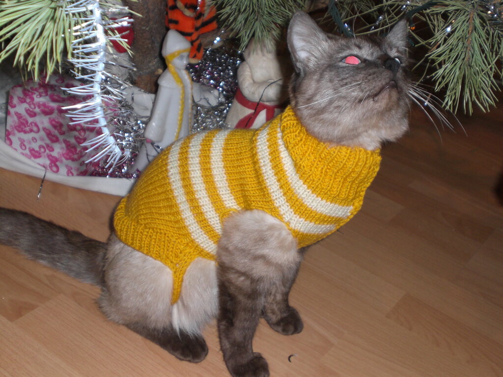 Artículos para animales al por mayor Atelye dlya zhivotnykh Chetyre lapki, , foto
