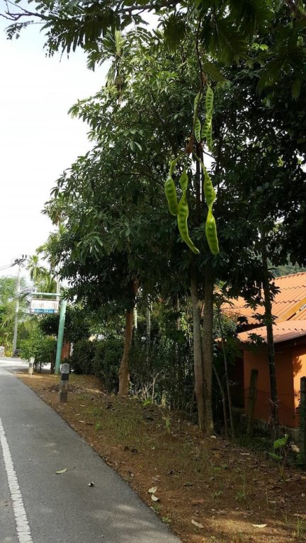 Фото Sichon Resort