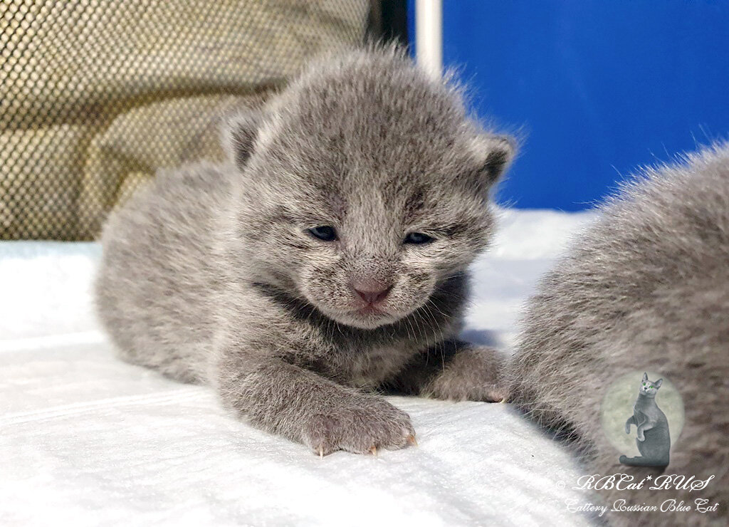 Vivero de animales Russian blue cats. Cattery RBCat Rus, , foto