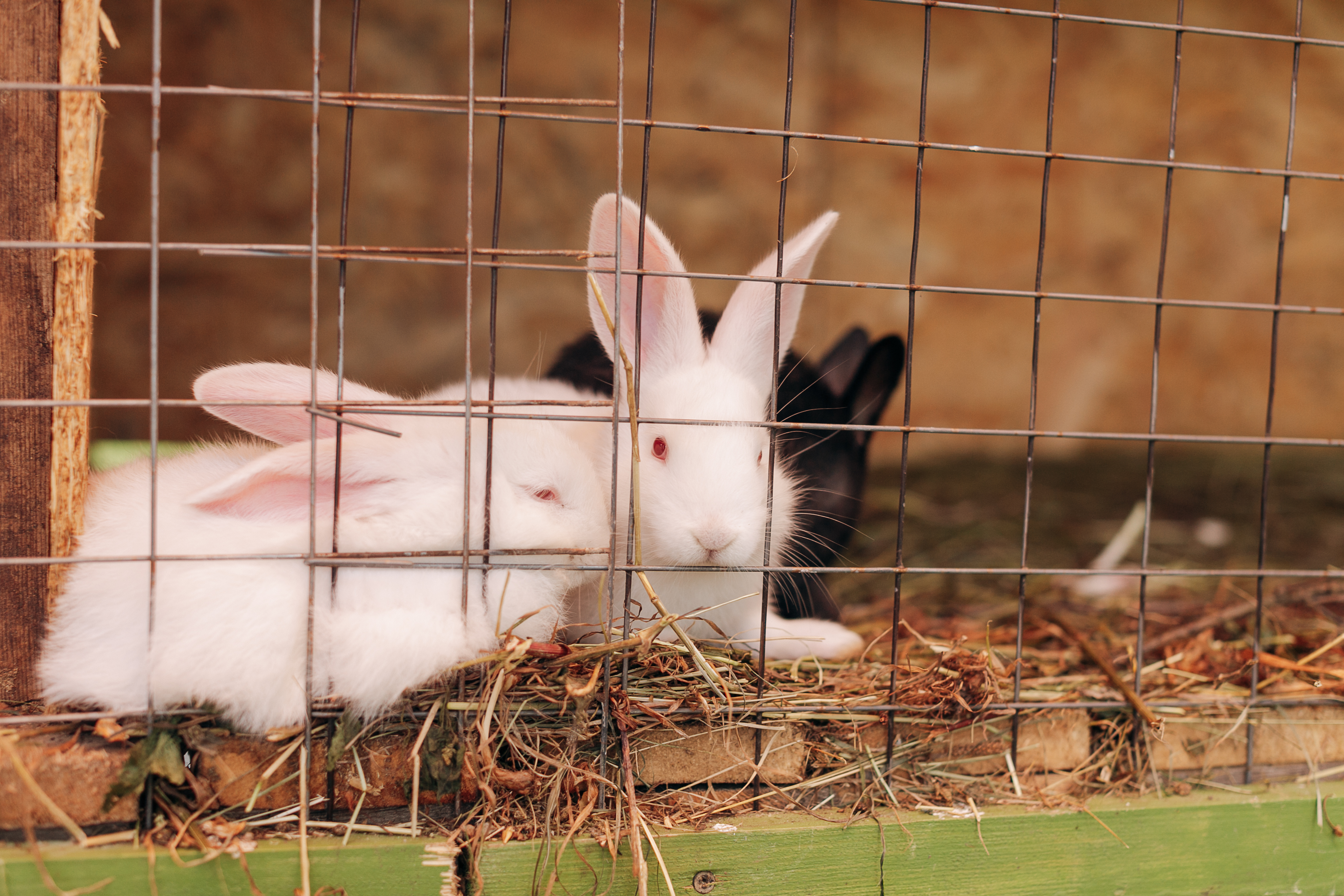 Фото Галдым