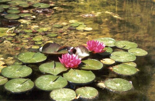 Внешний вид отеля Quinta do Caracol в Тавире, фото 3