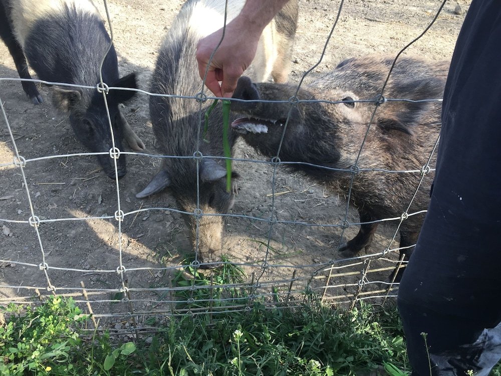 Фото Agriturismo San Leone