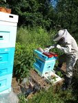 ПК ЛПХ Мохнатый шмель (ул. Эрджигитова, 24), мёд и продукты пчеловодства в Любани